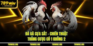 Đá Gà Cựa Sắt - Chiến Thuật Thắng Cược Có 1 Không 2