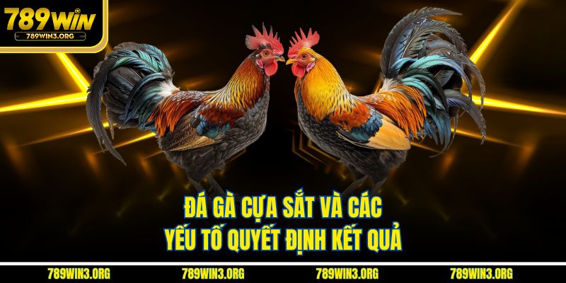 Đá gà cựa sắt và các yếu tố quyết định kết quả