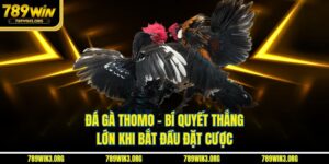 Đá Gà Thomo - Bí Quyết Thắng Lớn Khi Bắt Đầu Đặt Cược