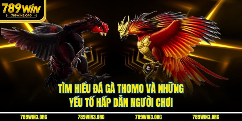 Tìm hiểu đá gà Thomo và những yếu tố hấp dẫn người chơi